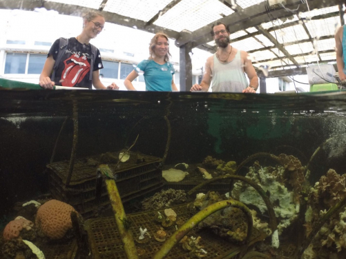 相片來源: Jane Wong博士
說明: Inga Conti-Jerpe博士和研究隊伍正於太古海洋科學研究所的珊瑚養殖場察看從白化復康中的珊瑚。